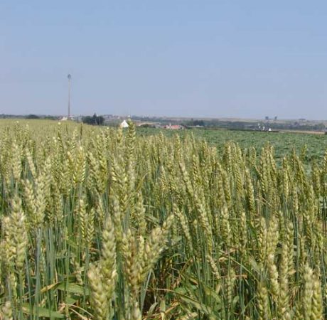 assolement légumes