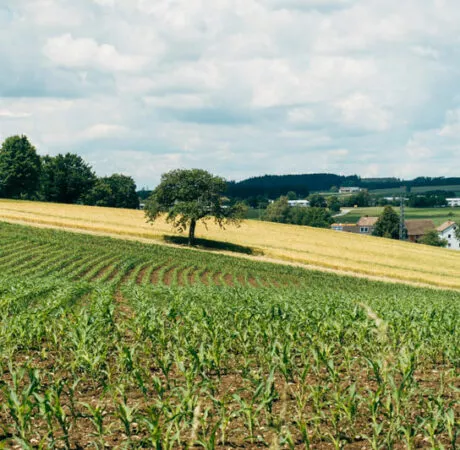 épandage de produits phytosanitaires