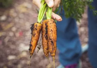 Crédit d'impôt agriculture biologique