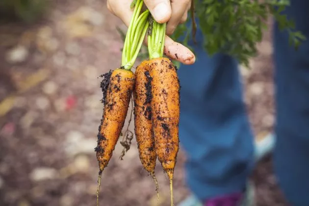 Crédit d'impôt agriculture biologique