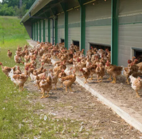 Travail à façon agricole