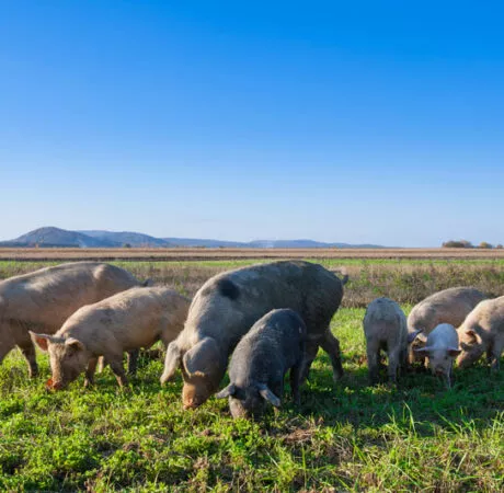 Pacte biosécurité et bien-être animal en élevage