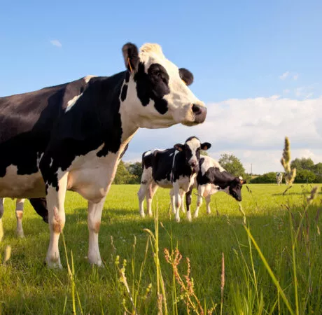 Point d'équilibre lait