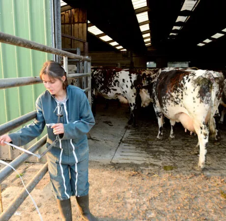 Déduction pour bovins